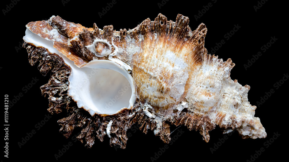 Chicoreus ramosus Shell on Black Background Chicoreus ramosus Shell on Black Background