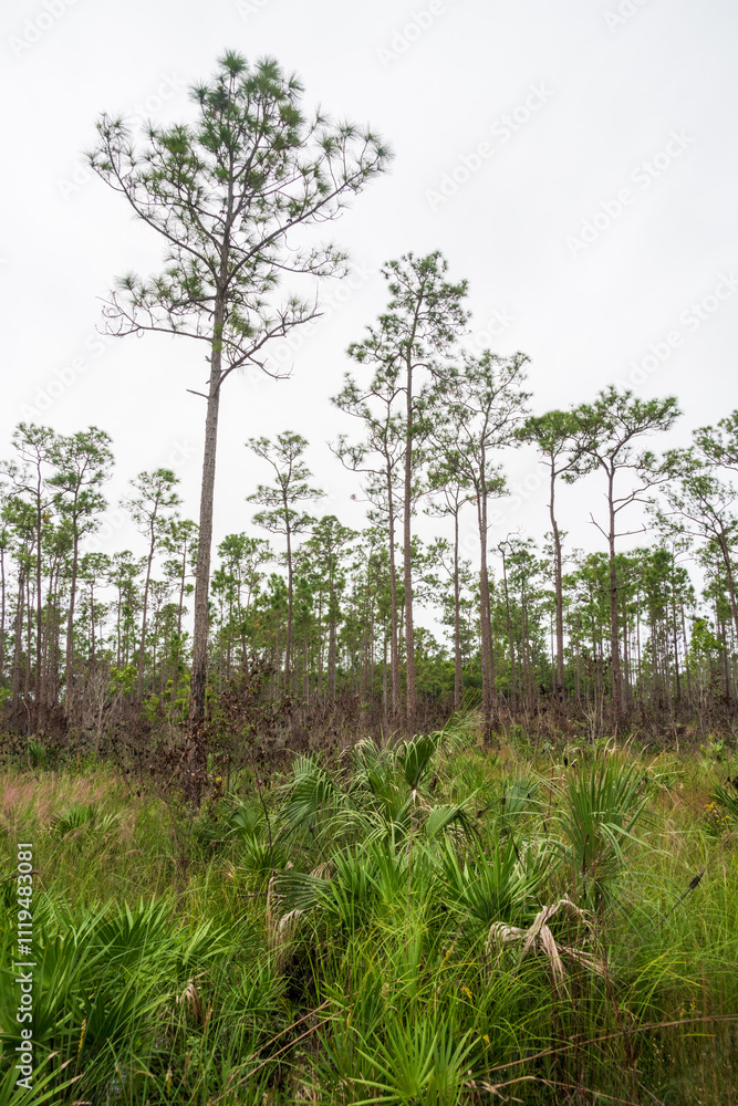 Everglades National Park, Florida, United States Everglades National Park, Florida, United States