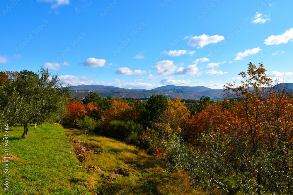 Meadow with olive trees and a autumn orange and red forest with hills in the background in Istria, Primroska, Slovenia Meadow with olive trees and a autumn orange and red forest with hills in the background in Istria, Primroska, Slovenia