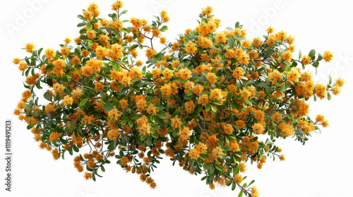 Dwarf Orange Jessamine Trees: Top view 3D rendering on a transparent background.
