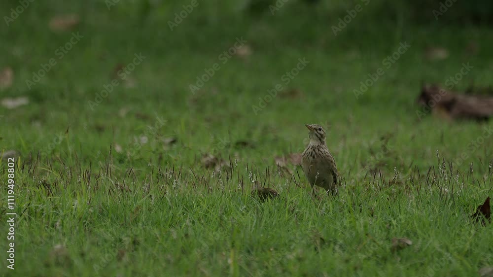 Paddyfield pipit standing tall in grass.