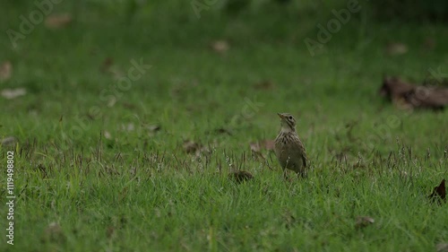 Paddyfield pipit standing tall in grass. photo