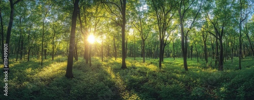 Sunlight Filters Through Lush Green Forest Canopy Creating a Serene and Tranquil Atmosphere in a Vibrant Natural Landscape During Early Morning Hours