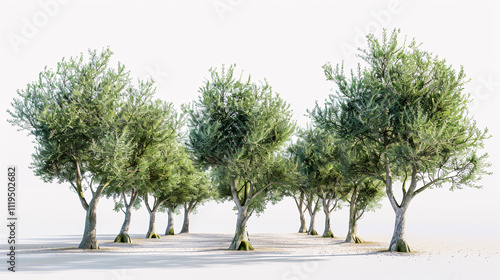 Fototapeta Naklejka Na Ścianę i Meble -  Olive Trees: 3D renderings with transparent backgrounds, perfect for illustration, digital composition, and architectural visualization.