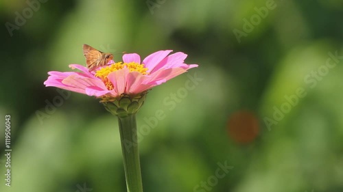 Butterfly smelling bink flower nectar in selective shot in sunny day with blurred background photo