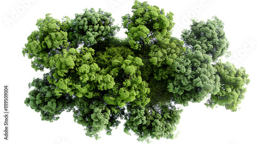 3D rendering of Syagrus romanzoffiana trees on a transparent background, from top view. photo