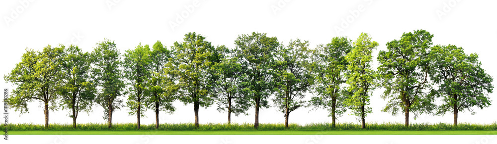 green trees row on transparent background green trees row on transparent background