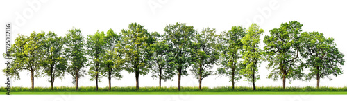 green trees row on transparent background