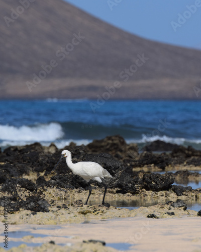 Spoonbill in the water on the beach of Fuerteventura, Spain