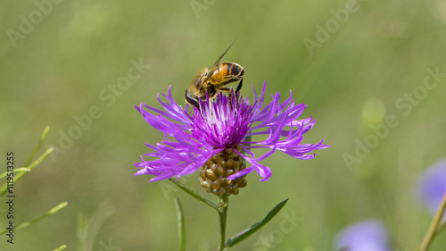 Syrphidae on Centaurea jacea. fly collects nectar from purple wildflower on green background. beautiful delicate pink forest flower close-up. insect, macro nature. bokeh