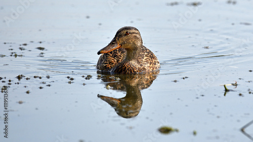 Anas platyrhynchos. duck in the pond. A northern shoveler duck is captured swimming in calm waters. with its colorful plumage and distinctive large bill. natural habitat. female duck mallard waterfowl