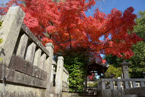 金戒光明寺　墓地の紅葉　京都市左京区黒谷 photo