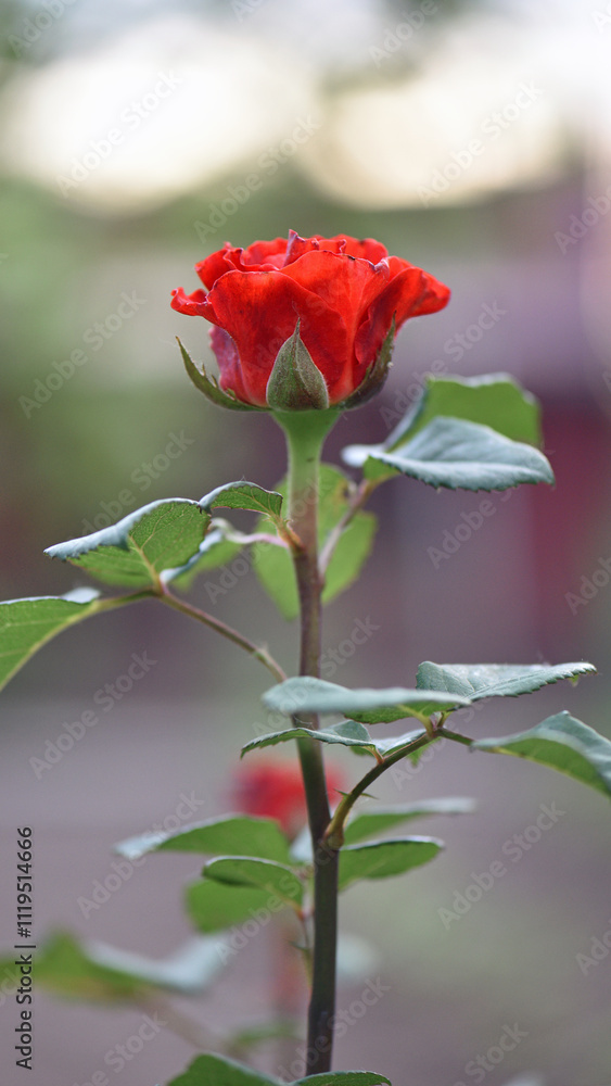 Obraz premium Red Rose Bud. New rose bud. Young graceful spray rose. A small bud of a blooming flower. magic garden. Natural background. beautiful flower, on a flowerbed, close-up. space for text