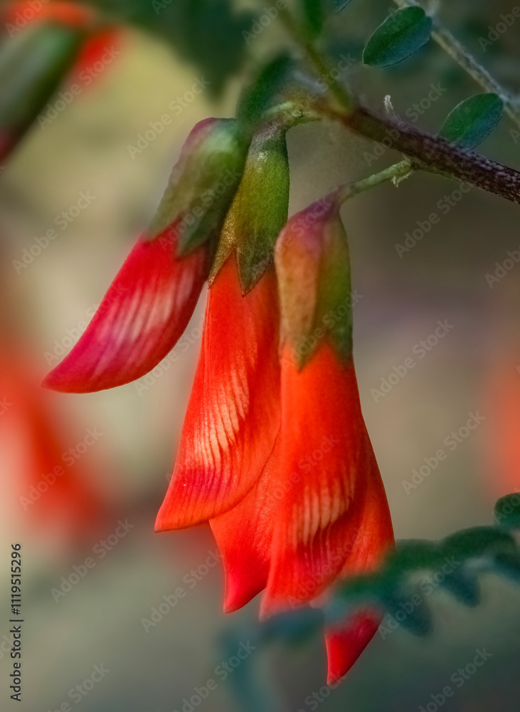 Obraz premium Balloon pea or Blaasertjie (Lessertia frutescens). This specimen of the Kankerbos was found near De Vluigt, Uniondale.