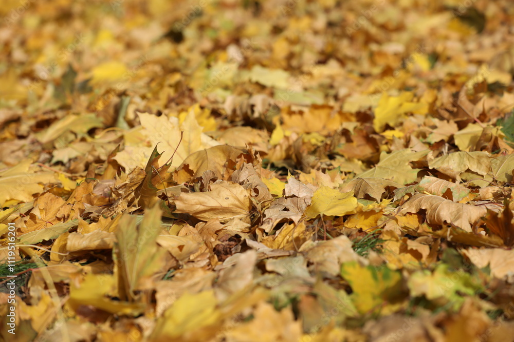 Yellow maple leaves pattern on the graund Yellow maple leaves pattern on the graund