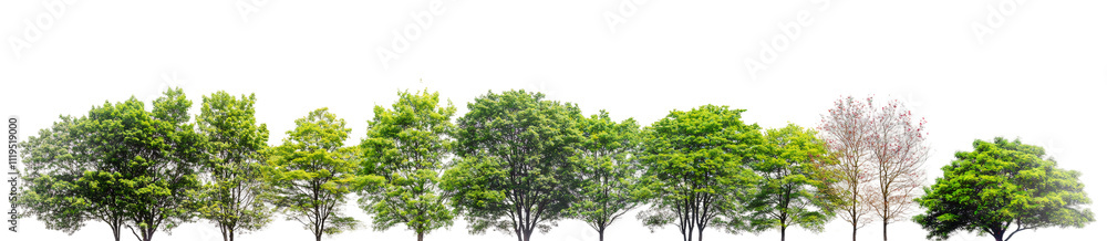 green lush trees row on white background green lush trees row on white background
