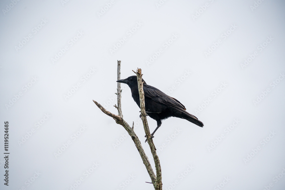 Fototapeta premium A Crow in a Tree, the Swamps of Everglades National Park, Florida, United States