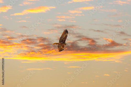 Obraz na płótnie Flying bird. Colorful sky background. Western Marsh Harrier. Circus aeruginosus. w salonie