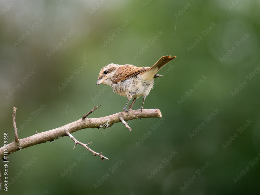 Fototapeta premium Neuntöter (Lanius collurio)