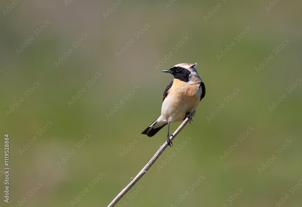 Western black-eared wheatear - Oenanthe hispanica - at your innkeeper