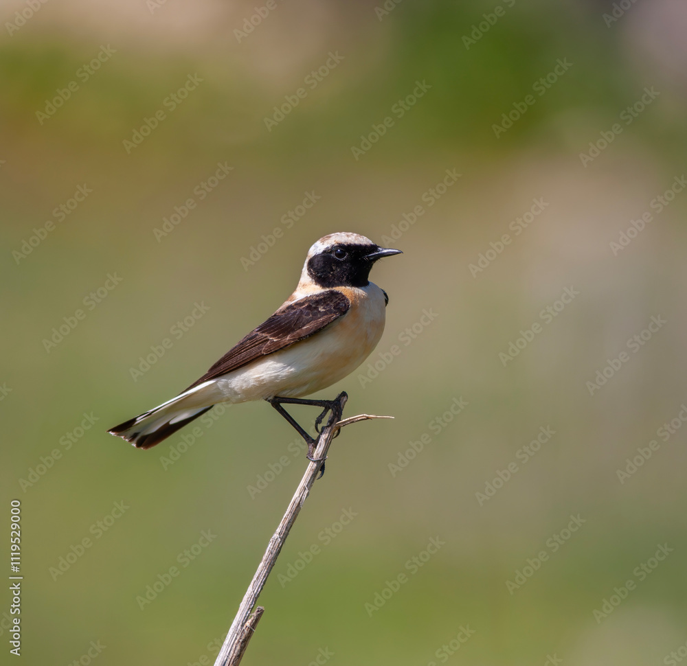 Western black-eared wheatear - Oenanthe hispanica - at your innkeeper