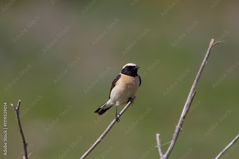 Western black-eared wheatear - Oenanthe hispanica - at your innkeeper