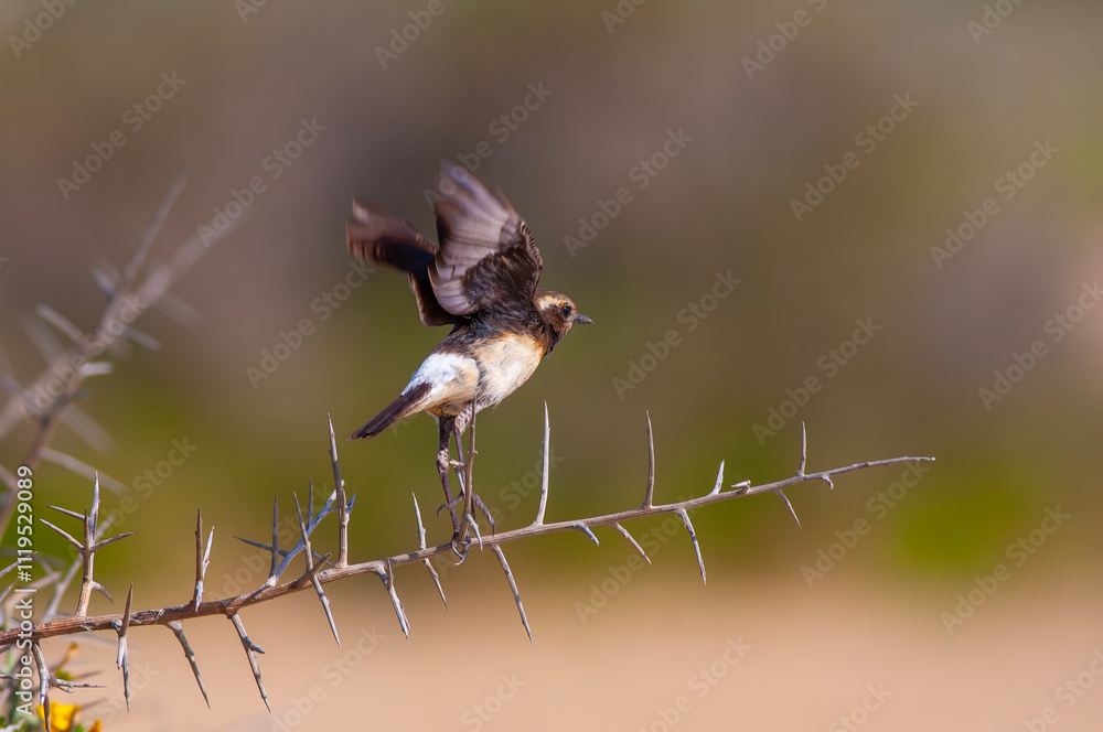Cyprus wheatear (Oenanthe cypriaca) on branch with green background. This bird is Endemic to Cyprus.