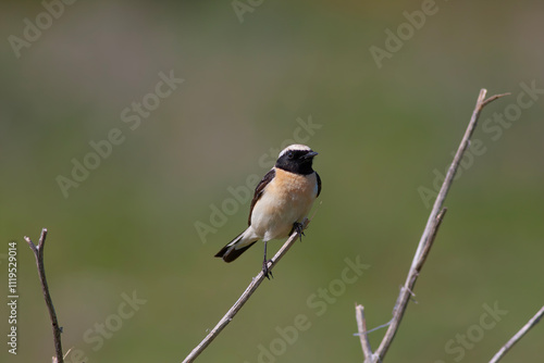 Obraz na płótnie Western black-eared wheatear - Oenanthe hispanica - at your innkeeper w salonie