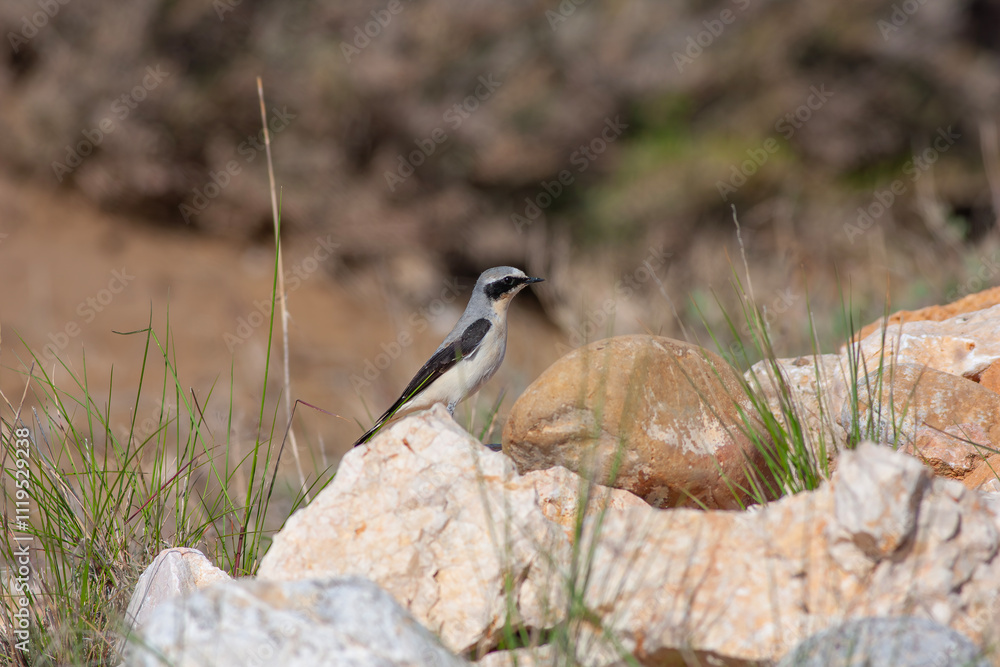 bird watching around on the ground, Northern Wheatear, Oenanthe oenanthe