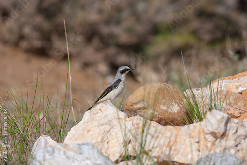 Obraz na płótnie bird watching around on the ground, Northern Wheatear, Oenanthe oenanthe w salonie