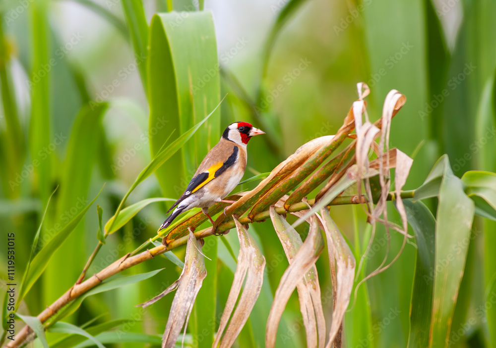 tiny songbird that feeds on thorns, Goldfinch, Carduelis carduelis