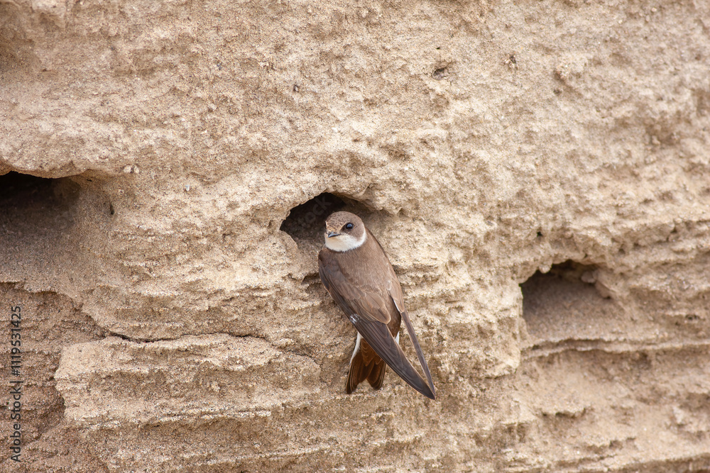 Close-up pair of terns busy building a nest, sand martin breeding, riparia riparia