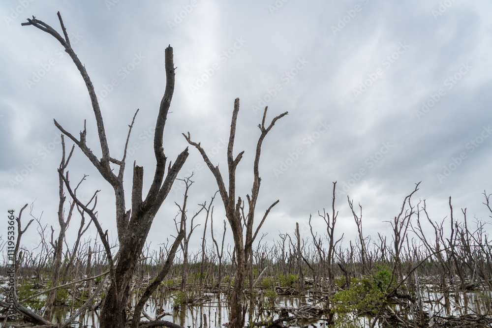 Dead Mangrove Trees in Everglades National Park, Florida, United States Dead Mangrove Trees in Everglades National Park, Florida, United States