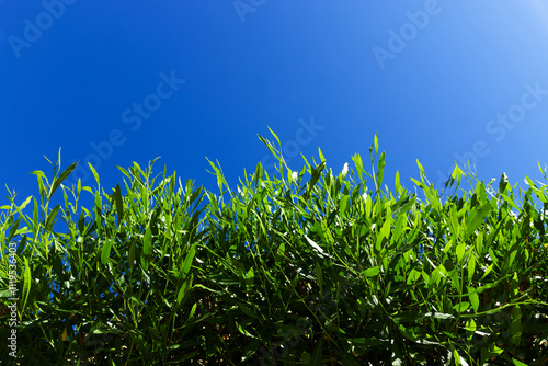 Green leaves of a bush against a clear blue sky. Copy space. photo