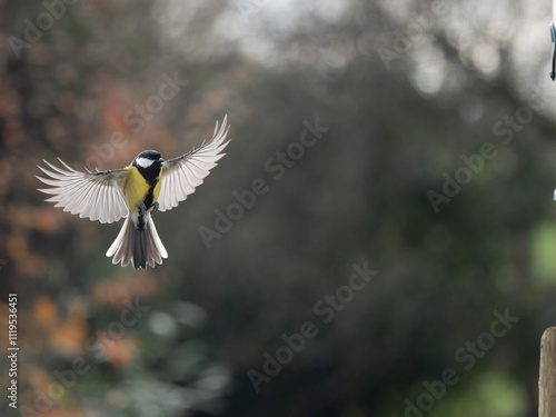 Kohlmeise (Parus major)