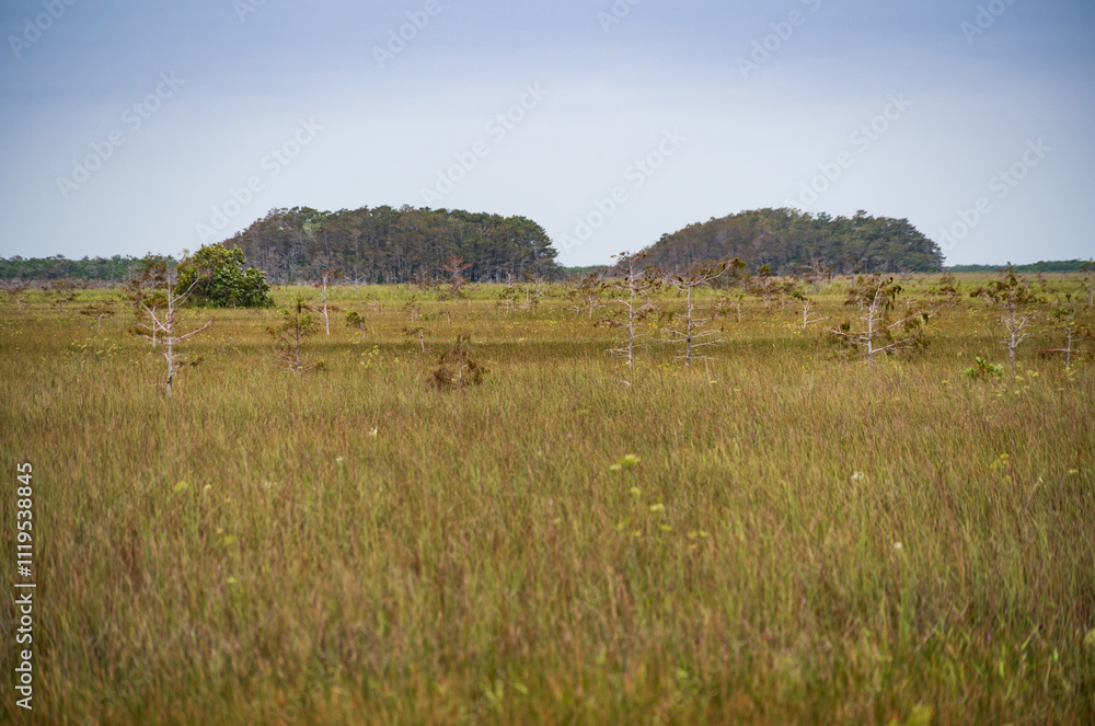 Swamp land at Everglades National Park, Florida, United States Swamp land at Everglades National Park, Florida, United States