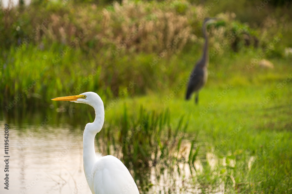 White crane bird in Everglades National Park, Florida, United States White crane bird in Everglades National Park, Florida, United States