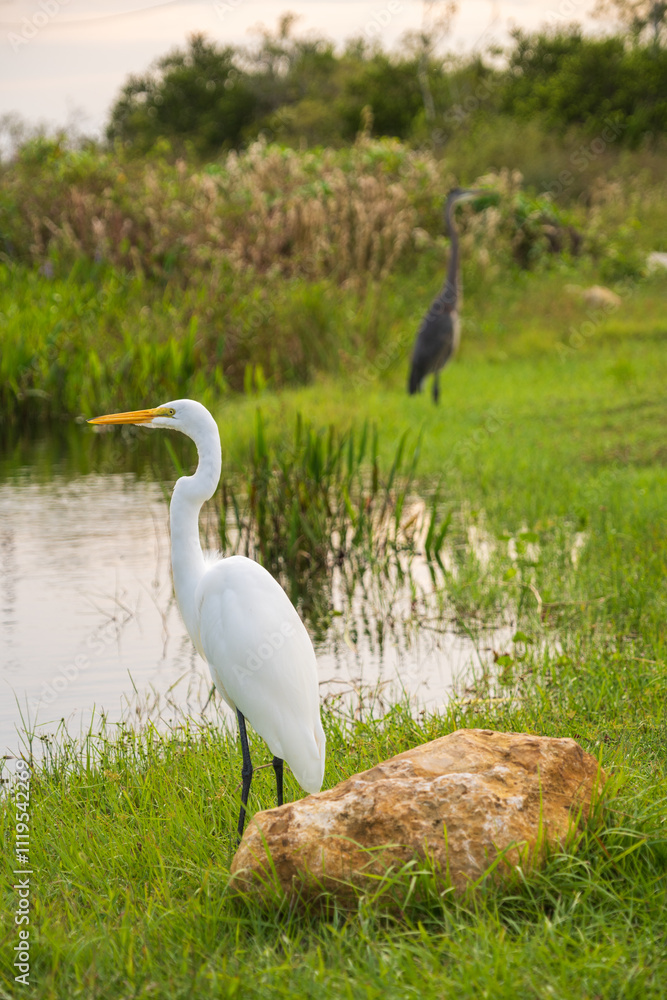 White crane bird in Everglades National Park, Florida, United States White crane bird in Everglades National Park, Florida, United States