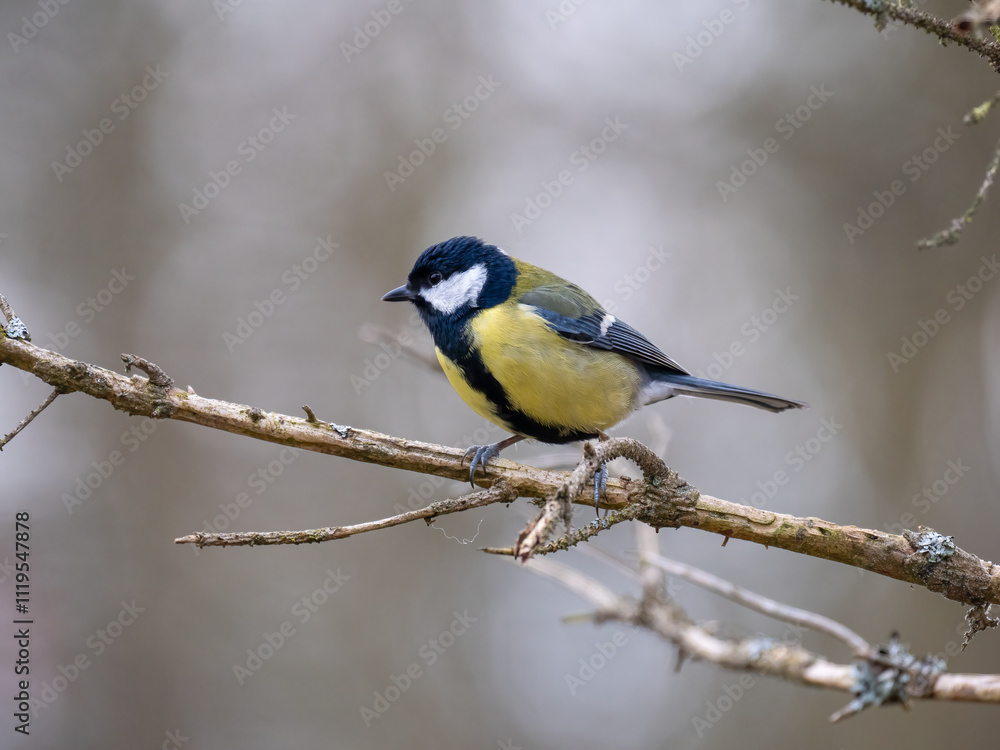 Fototapeta premium Kohlmeise (Parus major)