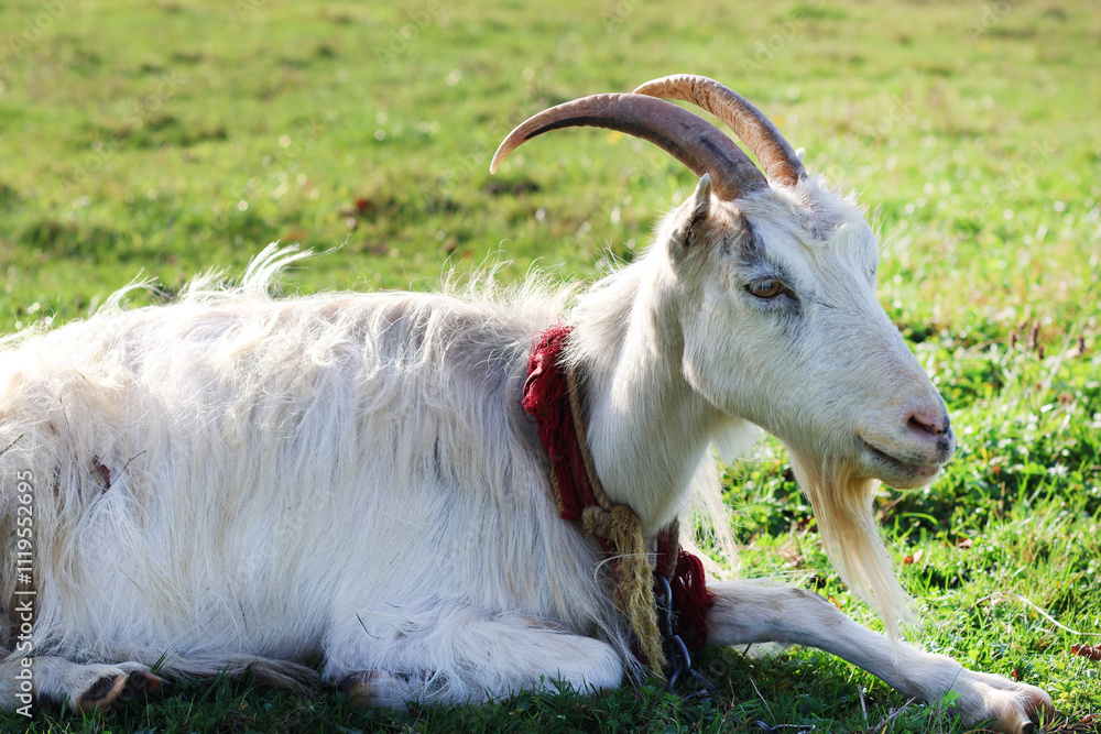Fototapeta premium Goats graze on the meadow. Agriculture. Care of goats.