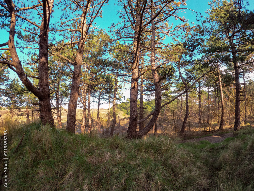 Coastal dunes, rich in birds, with marked hiking and cycling trails, plus a nature center in Netherlands. Typical Dutch landscape near the sea with beautiful paths for walking Coastal dunes, rich in birds, with marked hiking and cycling trails, plus a nature center in Netherlands. Typical Dutch landscape near the sea with beautiful paths for walking