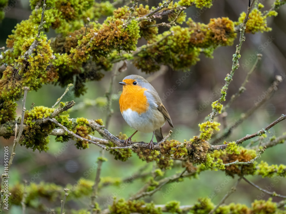 Fototapeta premium Rotkehlchen (Erithacus rubecula)