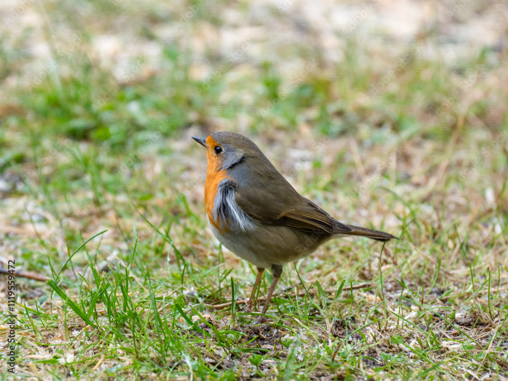 Rotkehlchen (Erithacus rubecula) Rotkehlchen (Erithacus rubecula)
