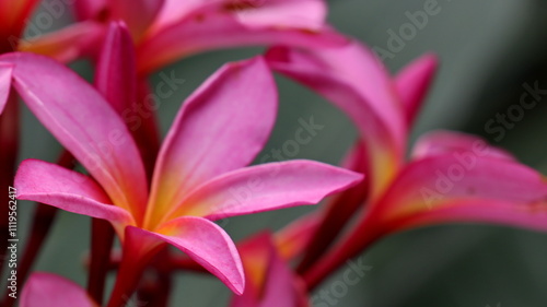 The beautiful pink Plumeria or Frangipani Flower