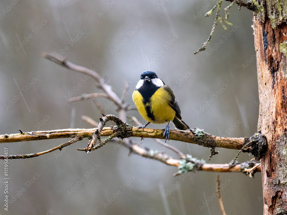 Fototapeta premium Kohlmeise