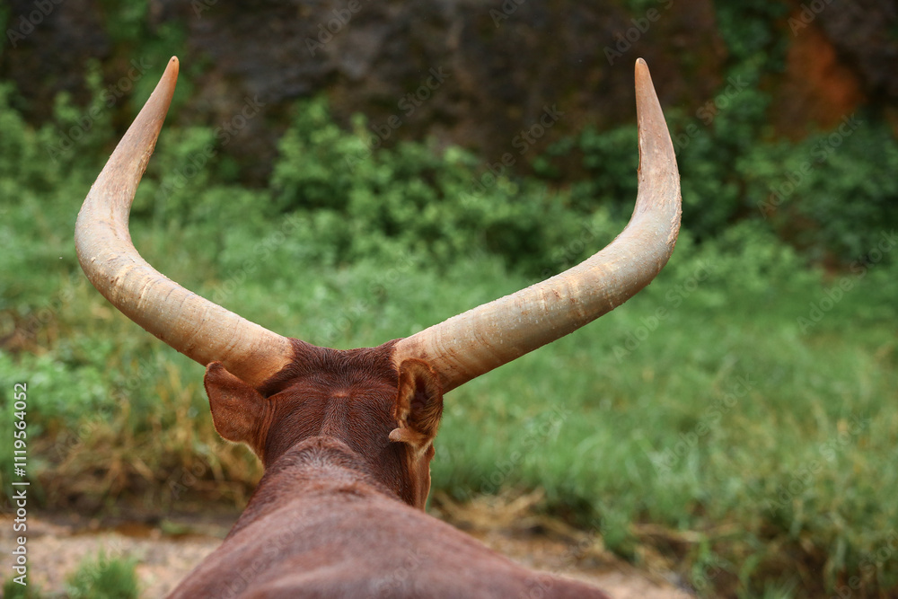 a group of ankole watusi animals outdoors a group of ankole watusi animals outdoors