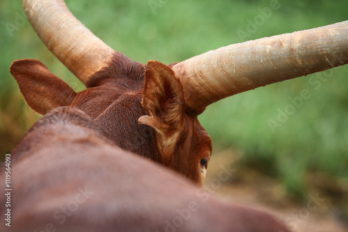 a group of ankole watusi animals outdoors photo