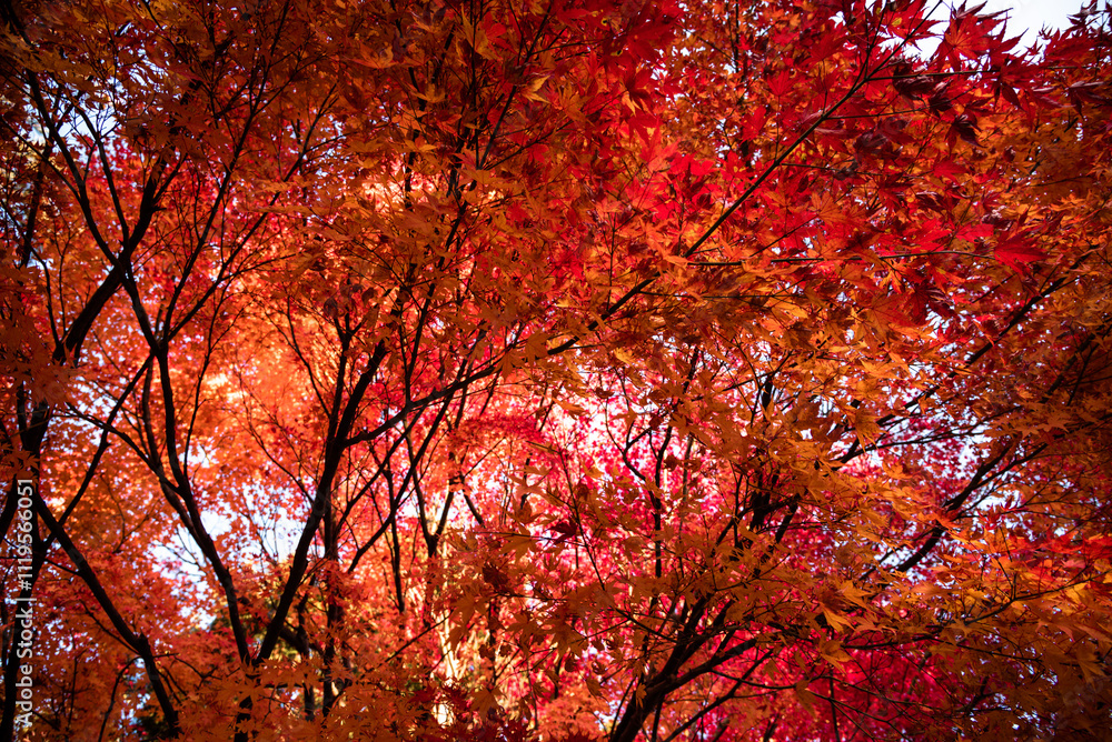 Mount Fuji, the iconic symbol of Japan, during the season of autumn foliage, a period of exceptional beauty.kawaguchiko,japan. Mount Fuji, the iconic symbol of Japan, during the season of autumn foliage, a period of exceptional beauty.kawaguchiko,japan.