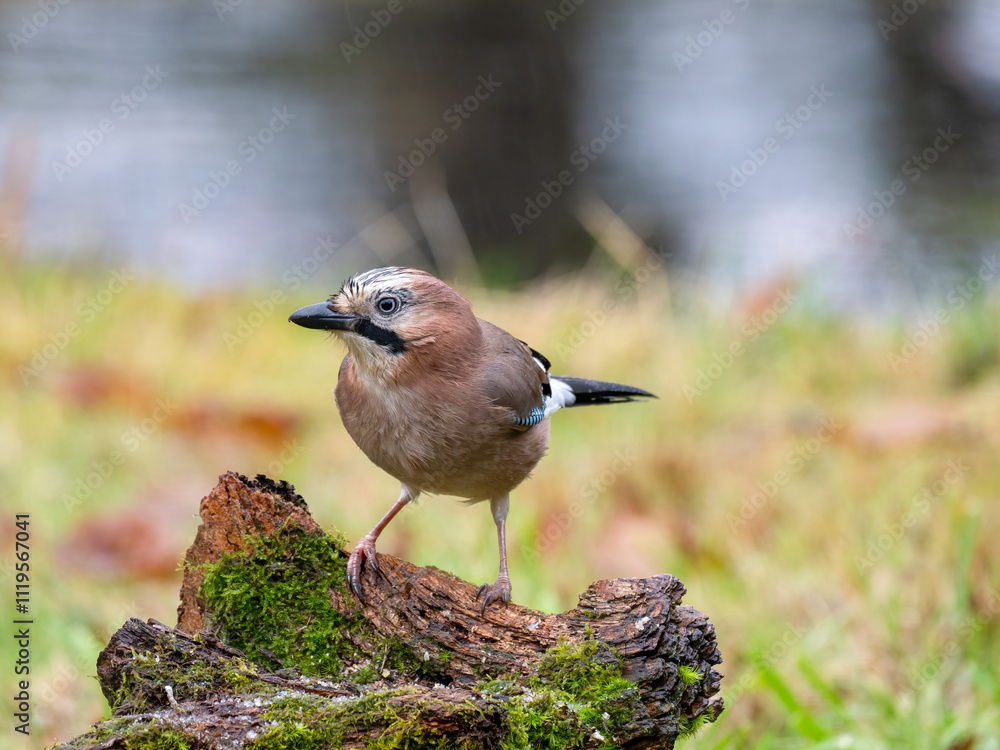 Eichelhäher (Garrulus glandarius) Eichelhäher (Garrulus glandarius)