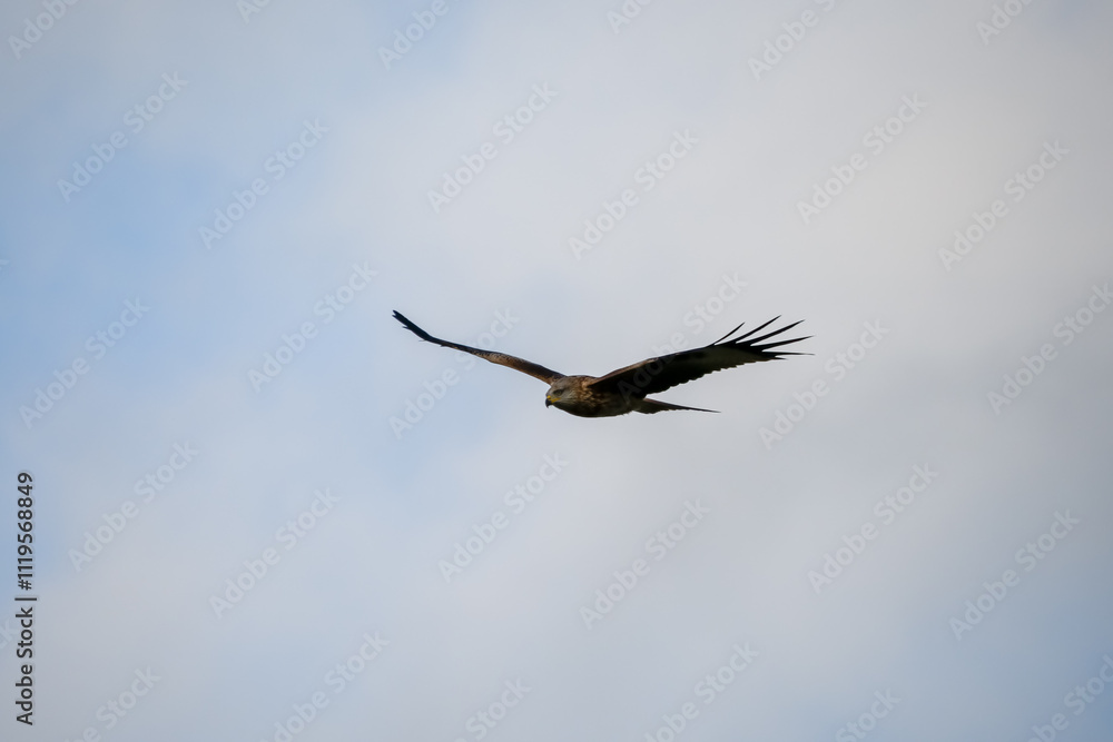 close-up of a red kite (Milvus milvus) in flight, blue and white cloud sky close-up of a red kite (Milvus milvus) in flight, blue and white cloud sky